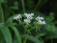Long-Styled Sweet-Cicely